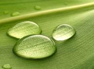 Water droplets on leaf